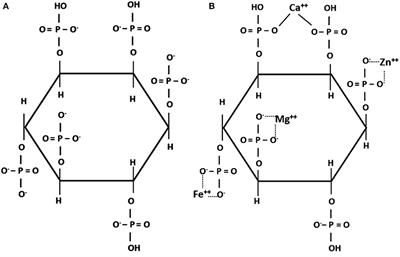 Dietary Phosphorus and Calcium Utilization in Growing Pigs: Requirements and Improvements